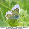 polyommatus icarus fominae male2